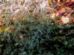Macrorhynchia philippina