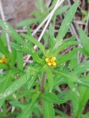 Melampodium sericeum