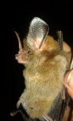 Gardnerycteris crenulatum