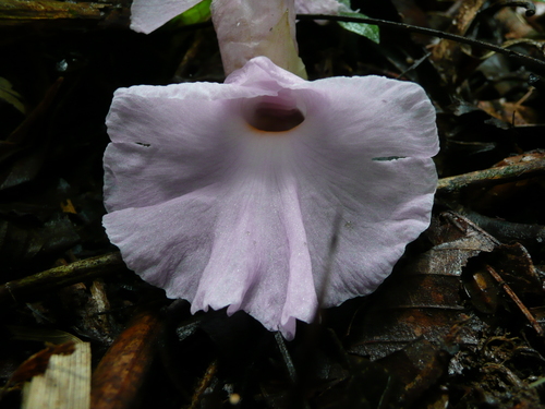 Aframomum cereum · iNaturalist