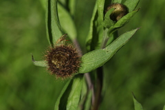 Chaetorellia jaceae