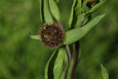 Chaetorellia jaceae