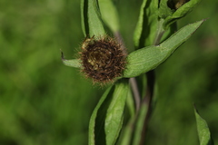 Chaetorellia jaceae