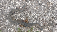 Natrix helvetica sicula