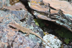 Stenocercus crassicaudatus