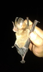 Gardnerycteris crenulatum