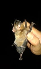 Gardnerycteris crenulatum