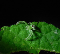 Diaea subdola