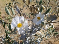 Argemone munita rotundata