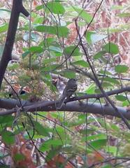 Nesotriccus tumbezanus