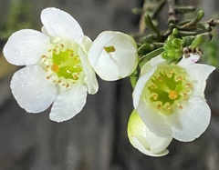Chamelaucium