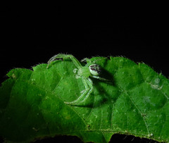 Diaea subdola