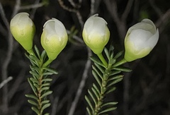 Chamelaucium