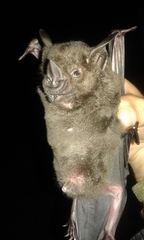 Phyllostomus hastatus