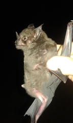 Phyllostomus hastatus
