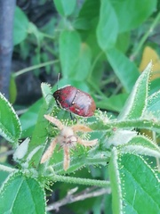 Orsilochides variabilis