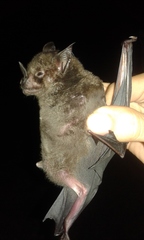 Phyllostomus hastatus