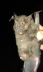 Phyllostomus hastatus