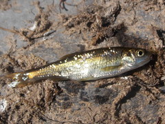 Squalius alburnoides
