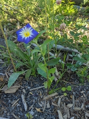Convolvulus tricolor