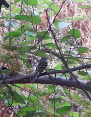 Nesotriccus tumbezanus