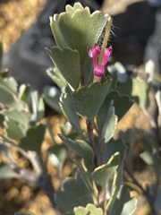 Adenanthos cuneatus