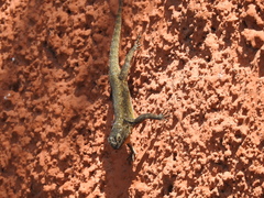 Sceloporus grammicus