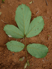Leptoderris brachyptera