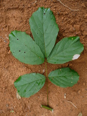 Leptoderris brachyptera