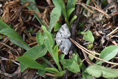 Xanthorhoe abrasaria