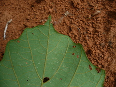 Leptoderris brachyptera