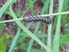 Junonia nigrosuffusa