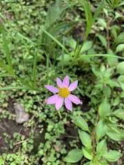 Cosmos parviflorus