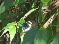 Heliconius cydno cydnides