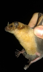 Phyllostomus discolor