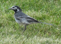 Motacilla alba