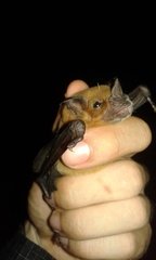 Phyllostomus discolor