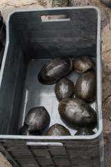 Kinosternon hirtipes