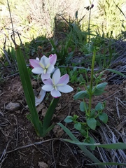 Hesperantha cucullata
