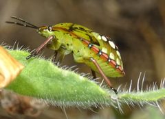 Nezara viridula