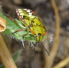 Nezara viridula
