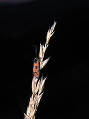 Zygaena hilaris