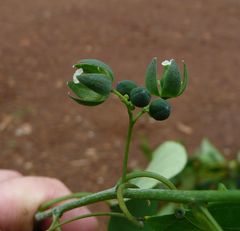 Adenia dinklagei