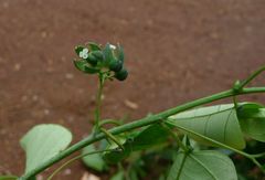 Adenia dinklagei