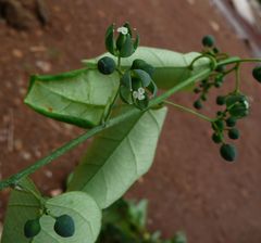 Adenia dinklagei