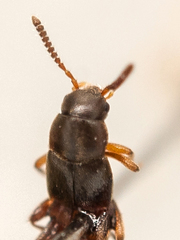 Leptusa pulchella