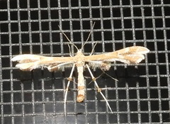 Geina periscelidactylus