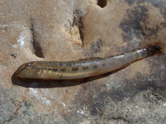 Cobitis paludica