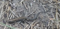 Podarcis muralis