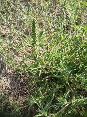Ambrosia artemisiifolia